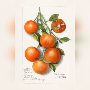 Vintage Botanical Orange Art Print